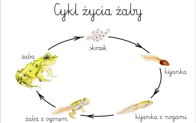 Ilustracja cyklu życia żaby: skrzek, kijanka, kijanka z nogami, żaba z ogonem i dorosła żaba.