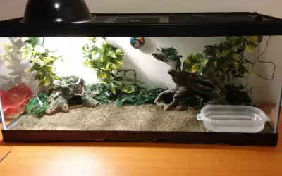 Pusty, urządzony terrarium z roślinnością, korzeniami i miseczką na wodę.