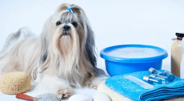 Shih Tzu: Kiedy wymiana włosa? Poradnik i pielęgnacja