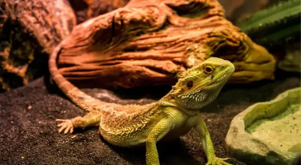 Czym jest terrarium? Twój przewodnik po świecie hodowli zwierząt