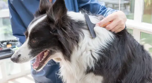 Border Collie: Sierść czy włosy? Poznaj prawdę o pielęgnacji
