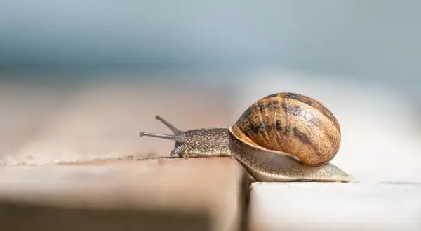 Jak rozmnażają się ślimaki? Hermafrodyty, gody, jaja i cykl życia