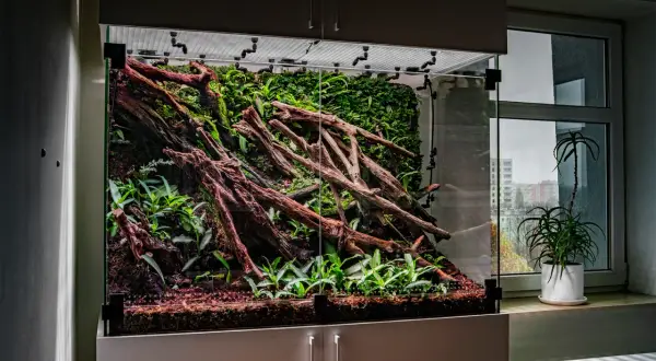Szklane terrarium z korzeniami, mchem i roślinami, stworzone dla gekona.
