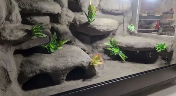 Ile kosztuje terrarium dla gekona? Całkowity koszt [700-1500 zł]