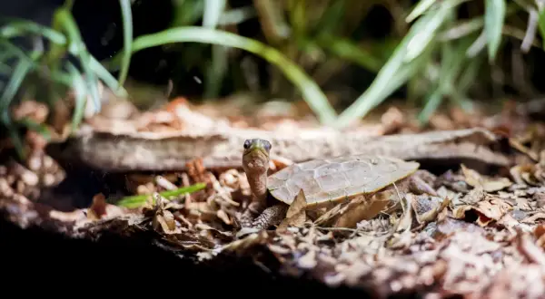 Terrarium dla patyczaka: wymiary, wyposażenie i błędy hodowli