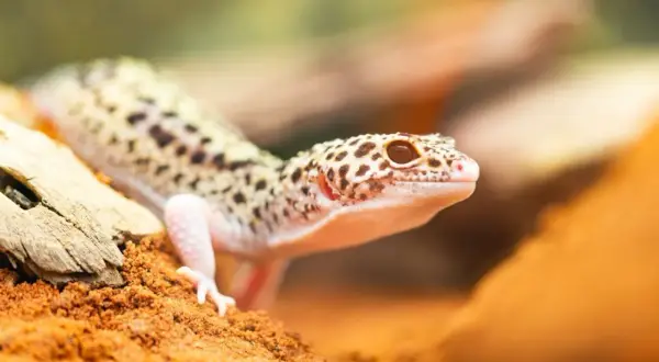 Gekon lamparci: Jak wybrać i urządzić idealne terrarium?