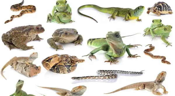 Jakie zwierzę do terrarium? Wybierz idealnego pupila na start