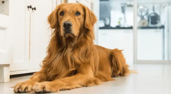 Golden retriever: Sierść czy włosy? Pielęgnacja, linienie, alergie