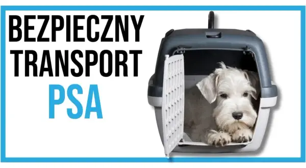 Biały piesek siedzi w otwartym transporterze.