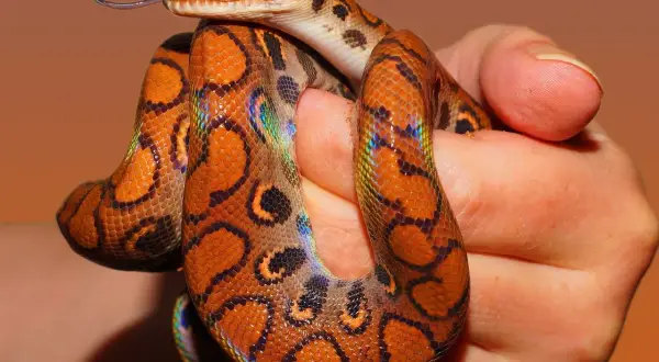 Terrarium dla węża zbożowego: Kompletny przewodnik krok po kroku