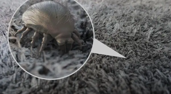 Jak usunąć roztocza z terrarium? Skuteczny i bezpieczny poradnik