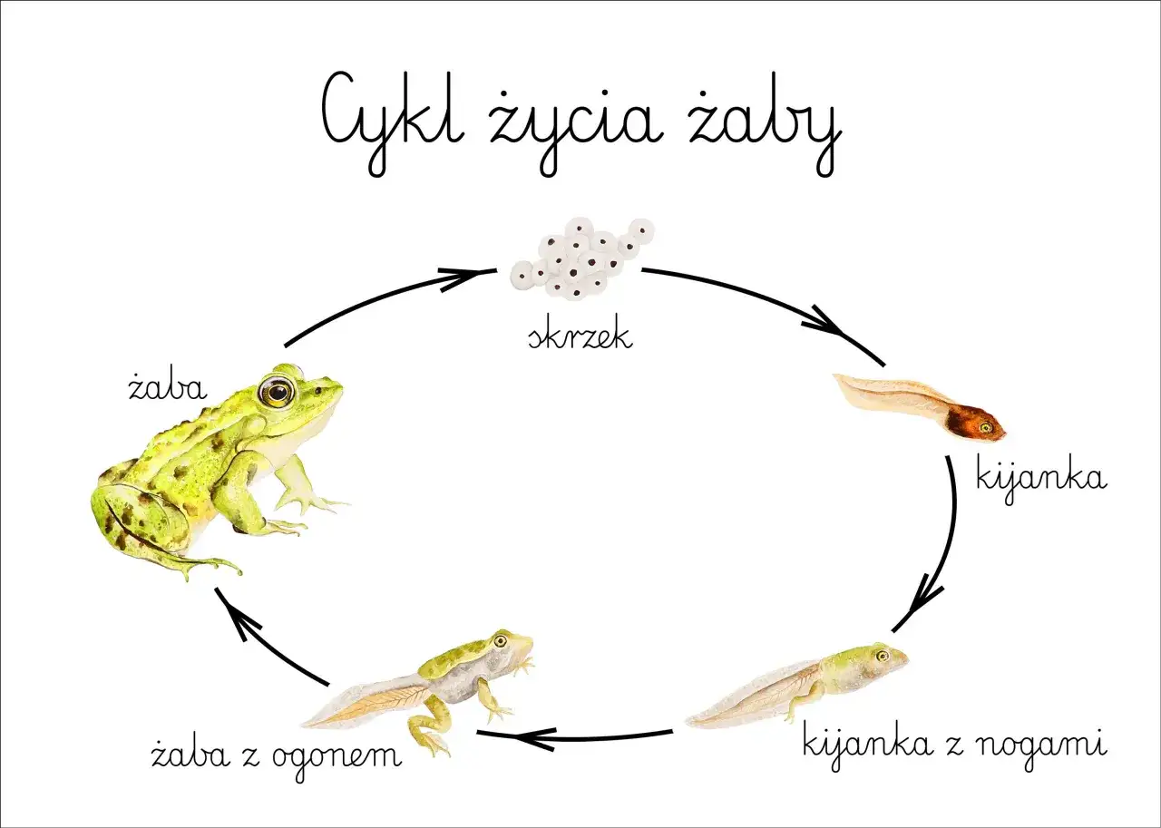 Cykl życia żab: od skrzeku do metamorfozy w Polsce